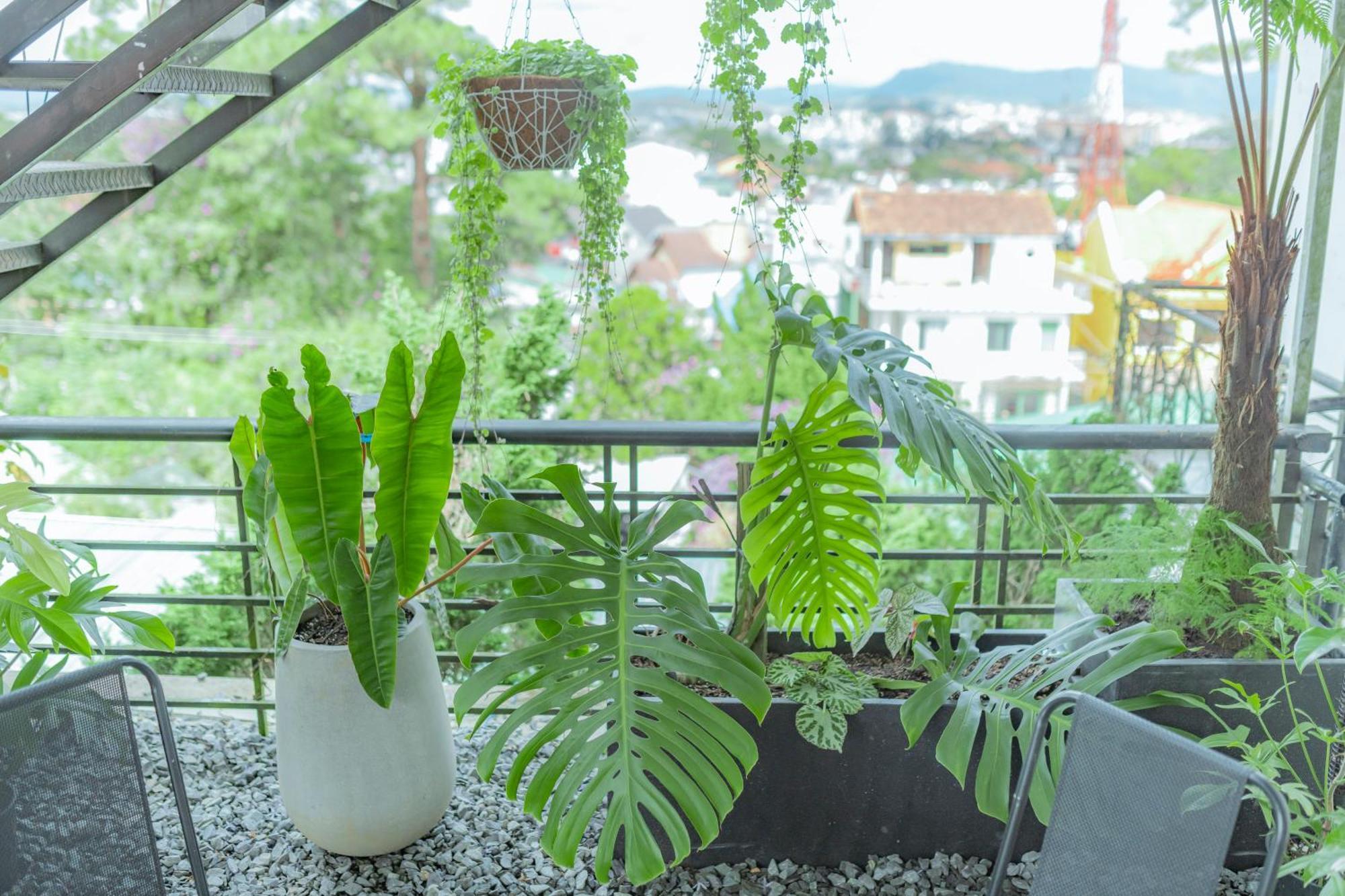 Hilly Hostel Νταλάτ Εξωτερικό φωτογραφία